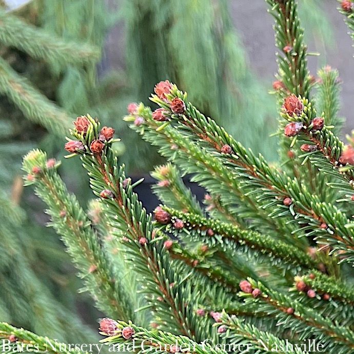 #3 Picea ab Clanbrassiliana Stricta/ Dwarf Tolleymore Norway Spruce