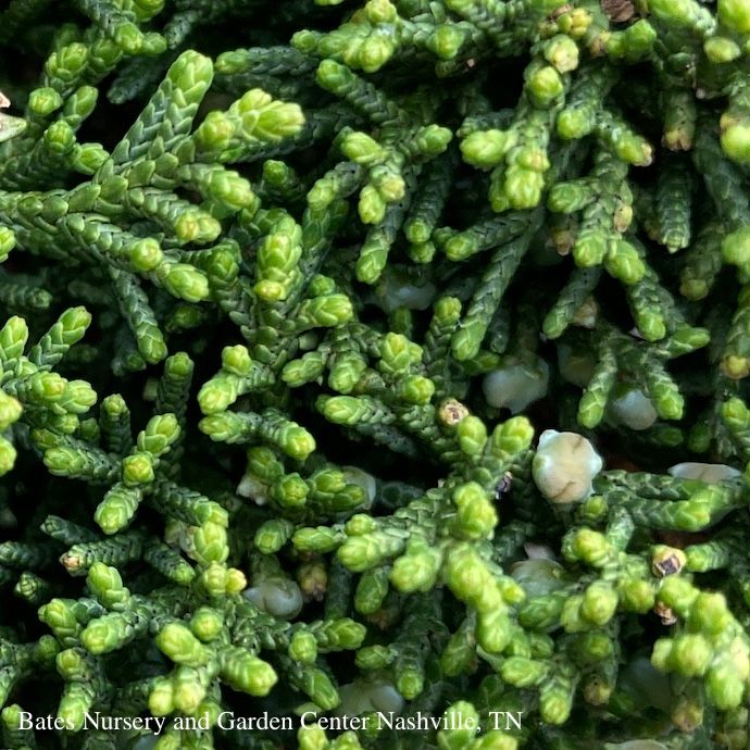 LPP(4P) Juniperus chin Shimpaku/ Dwarf Juniper