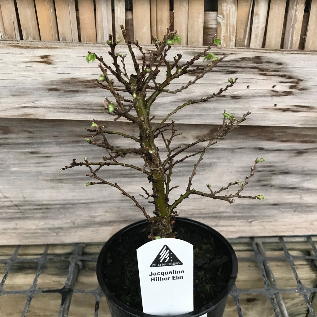 LPP(4P) Ulmus x holl Jacqueline Hillier/ Dwarf Elm