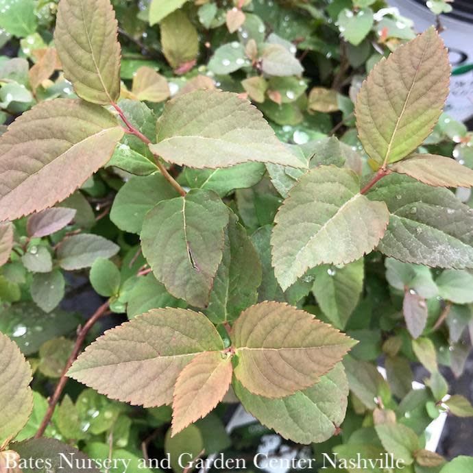 #3 Spiraea media PW Double Play &#39;Blue Kazoo&#39;/ White Flowers