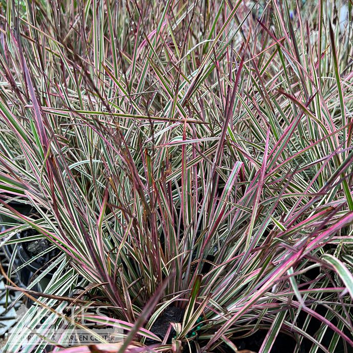 #1 Grass Schizachyrium scop Chameleon/ Little Bluestem Native (TN)