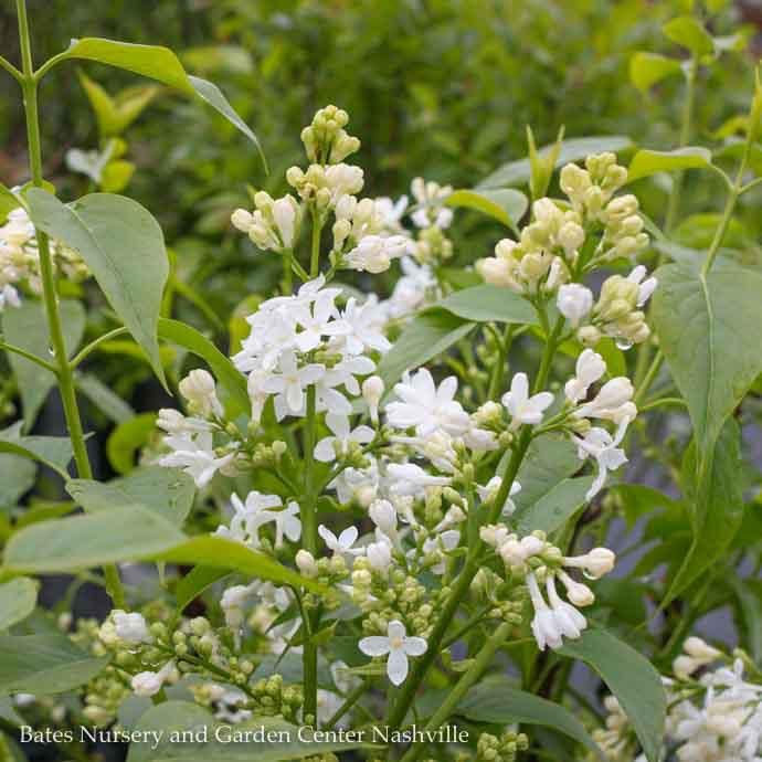 #2 Syringa vul Angel White/ Lilac