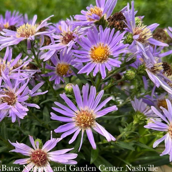 #1 Symphyotrichum dumosum/ Wood&#39;s Light Blue Aster Native (TN)