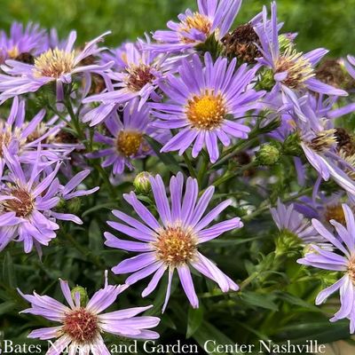 Davidson County Native Plants