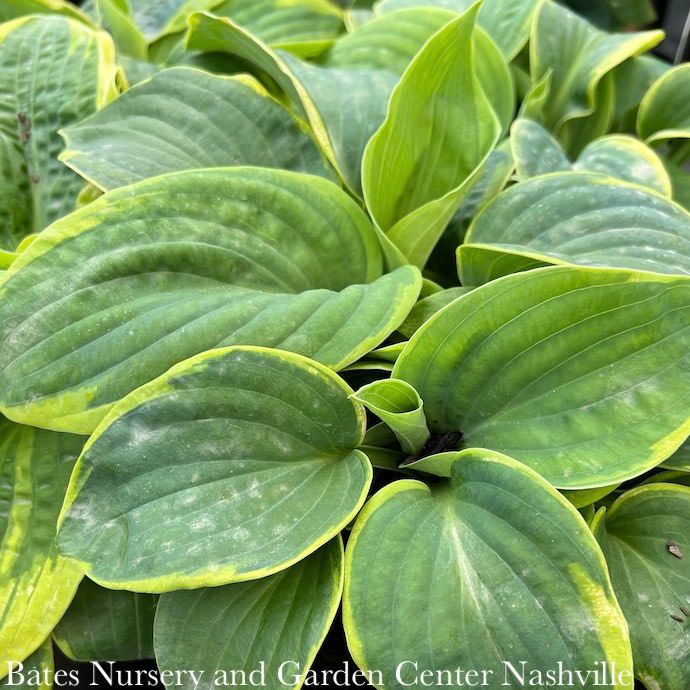 #1 Hosta Frances Williams/ Variegated Blue-Green
