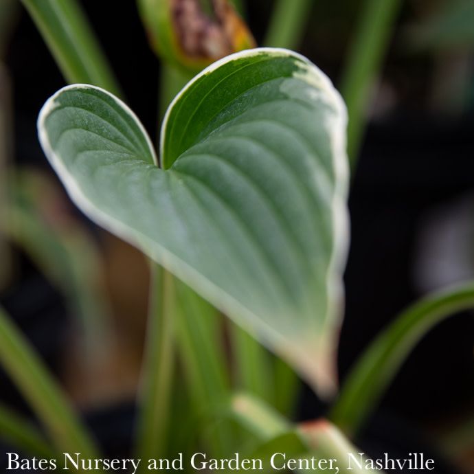 #1 Hosta Frances Williams/ Variegated Blue-Green