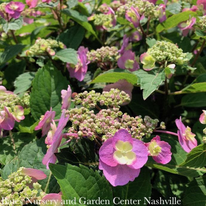 #3 Hydrangea serr PW Tuff Stuff/ Mountain/ Lacecap Rebloom Blue to Pink