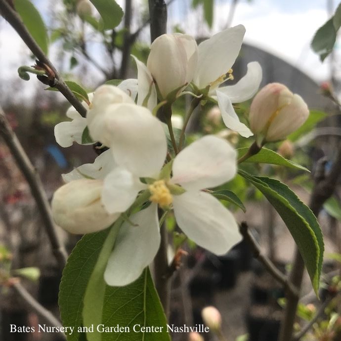 #7 STD 42&quot; Malus Sargentii Tina/ Dwarf White Crabapple