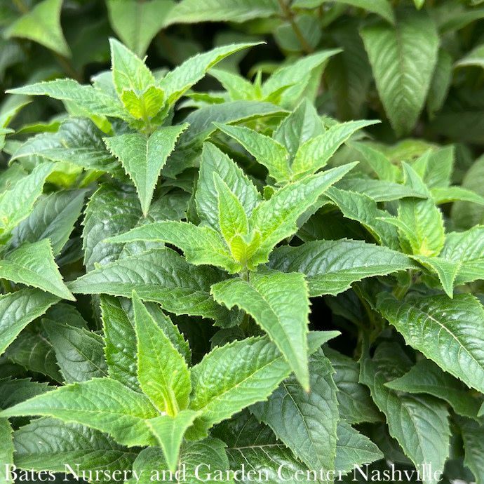 #1 Monarda did Petite Delight/ Dwarf Pink Beebalm Native (TN)