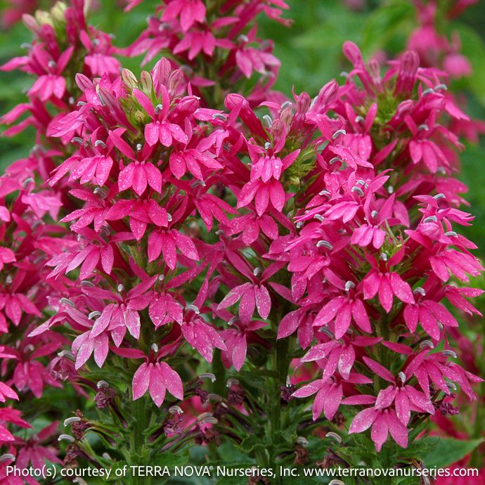 #1 Lobelia x Monet Moment/ Pink Great Cardinal Flower