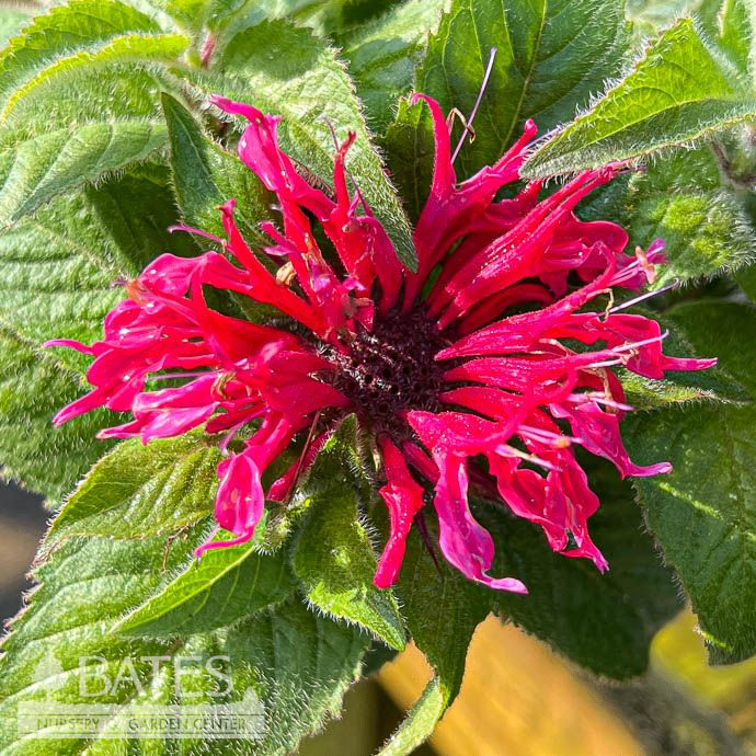 #1 Monarda did Petite Delight/ Dwarf Pink Beebalm Native (TN)