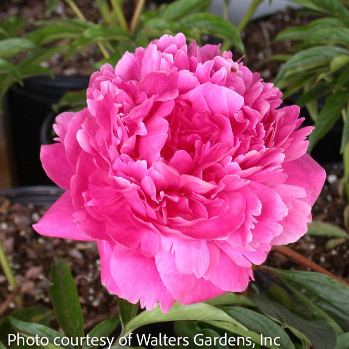 #2 Paeonia x Kansas/ Dbl Carmine Red Peony