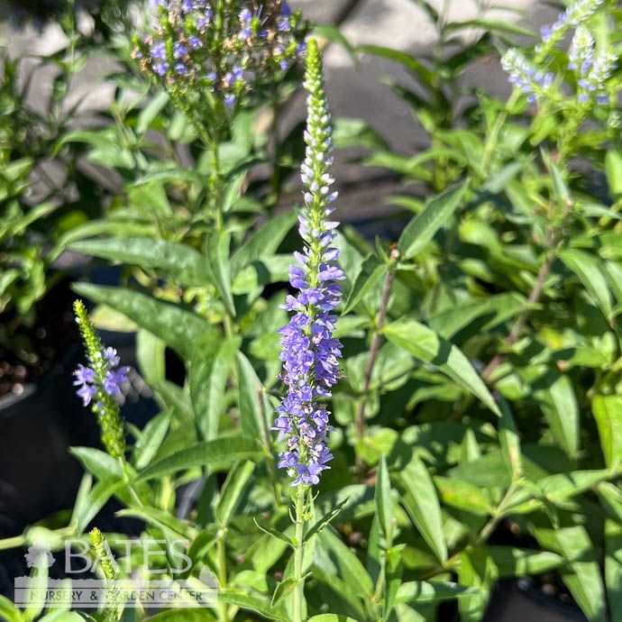 #1 Veronica x Baby Bloomer Blue/ Speedwell