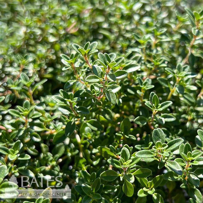 4.5p Thymus citriodorus Archer&#39;s Gold/ Lemon Thyme