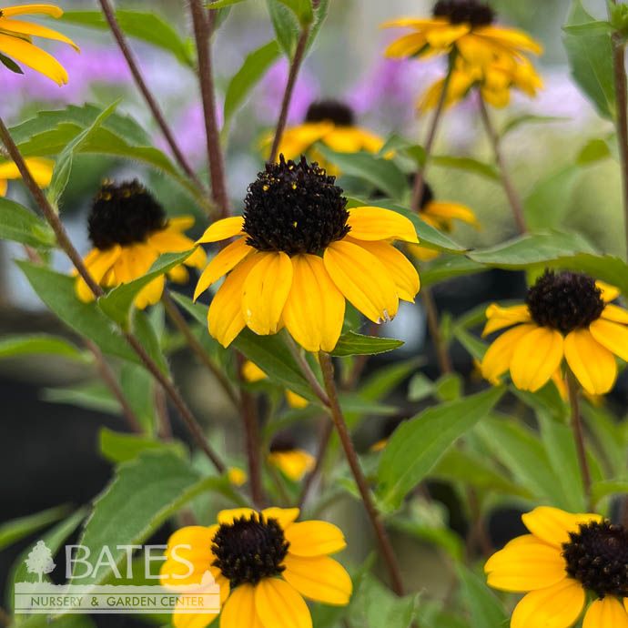 #1 Rudbeckia tril Blackjack Gold/ Black-Eyed Susan Native (TN)