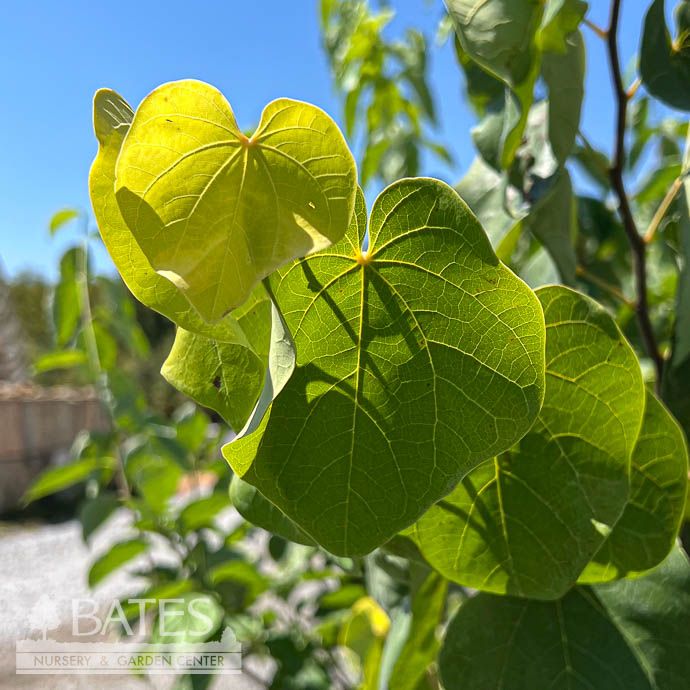 #7 Cercis can var tex Gilded Hearts/ Texas Redbud