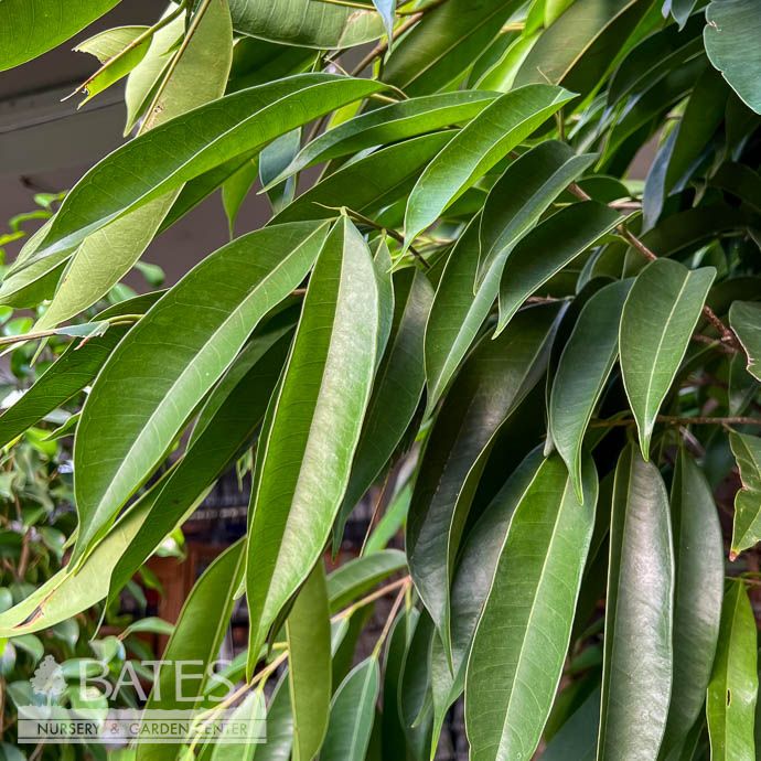 17p! Ficus Amstel King STD / RubberTree  /Tropical