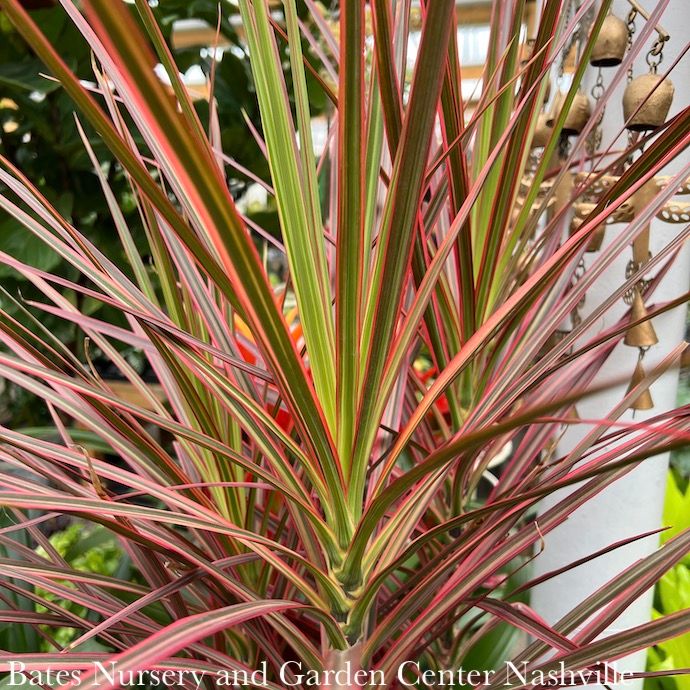 10p! Dracaena Marginata Colorama Cane 4ppp /Tropical