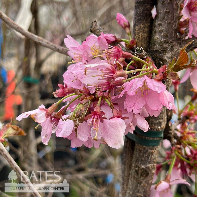 #5 Prunus Dream Catcher/ Pink Flowering Cherry