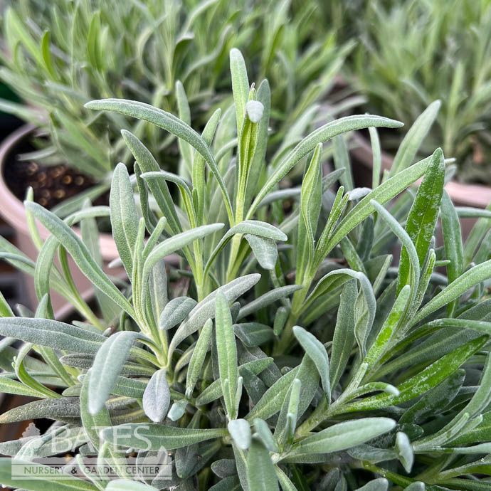 #1 Lavandula x int Exceptional/ White Lavender - No Warranty