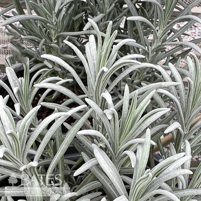 #1 Lavandula x int Exceptional/ White Lavender - No Warranty
