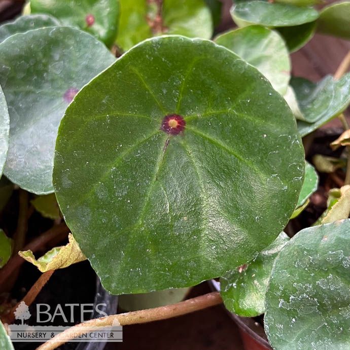 4p! Begonia Conchifolia &#39;Red Ruby&#39; /Zip Begonia /Tropical