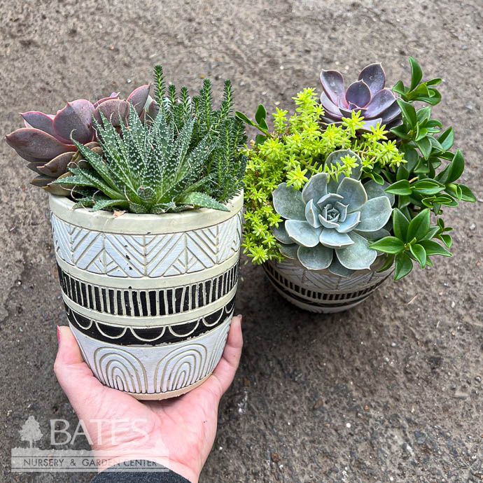 4.5p  Baris Pot w/ Succulents