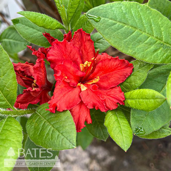 #2 Azalea x Red Sunset (Exbury hybrid)/ Deciduous