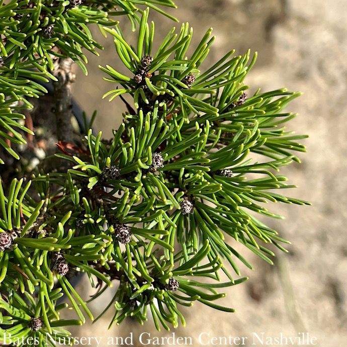 LPP(4p) Pinus mugo Slowmound/ Pine