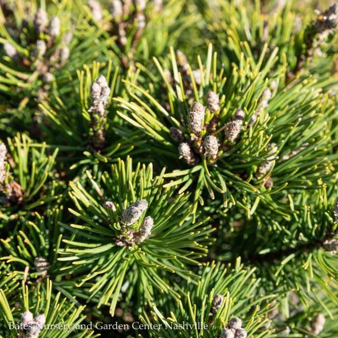 LPP(4p) Pinus mugo Slowmound/ Pine