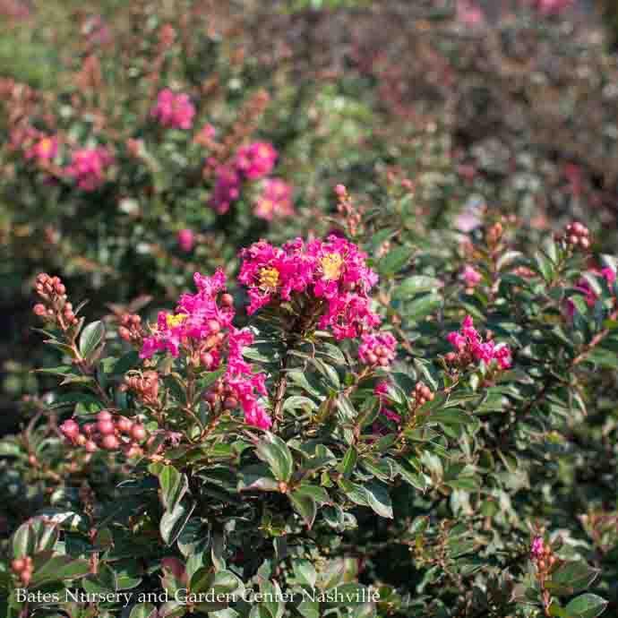 #2 Lagerstroemia x Pocomoke/ Deep Rose-pink Dwarf Crape Myrtle