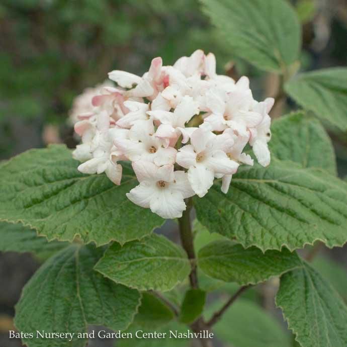 #5 Viburnum carlesii/ Korean Spice