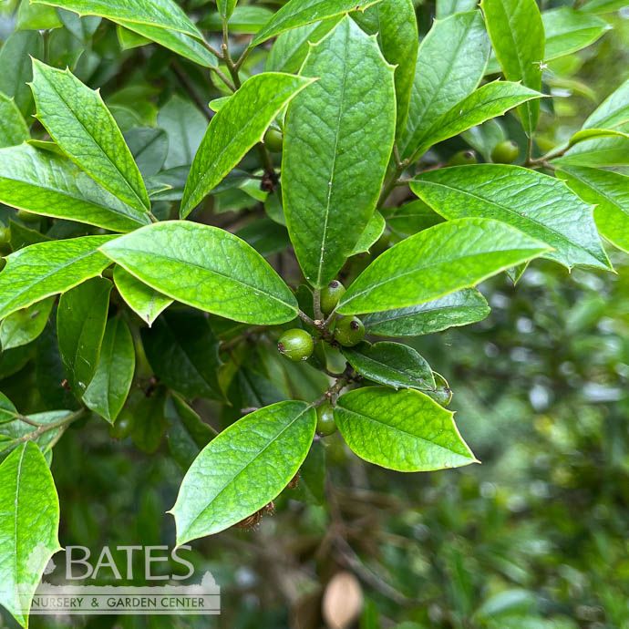 #7 Ilex x attenuata Fosteri/ Foster Holly (self-fertile)