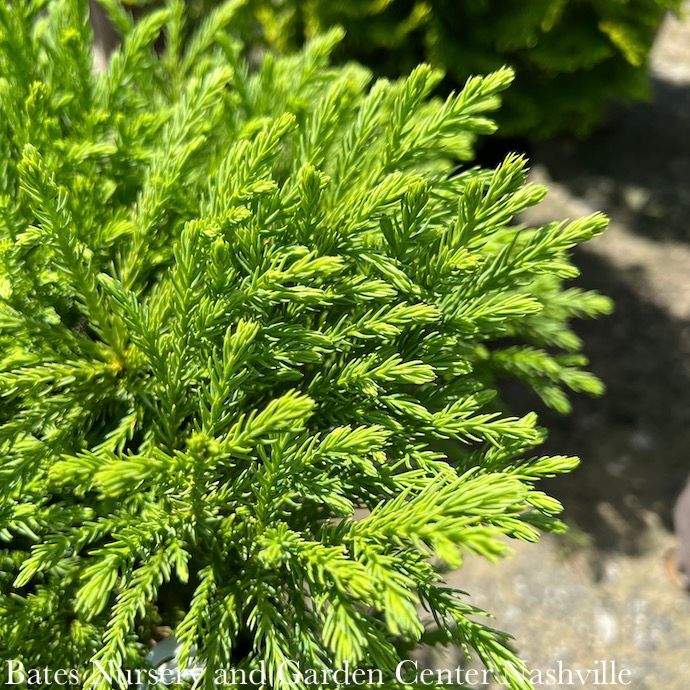 #7 Cryptomeria japonica Globosa Nana/ Dwarf Globe Japanese False Cedar