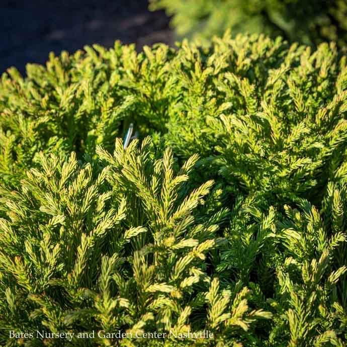 #7 Cryptomeria japonica Globosa Nana/ Dwarf Globe Japanese False Cedar