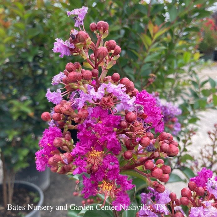 #3 Lagerstroemia Purple Magic/ Dark Purple Semi-dwarf Crape Myrtle