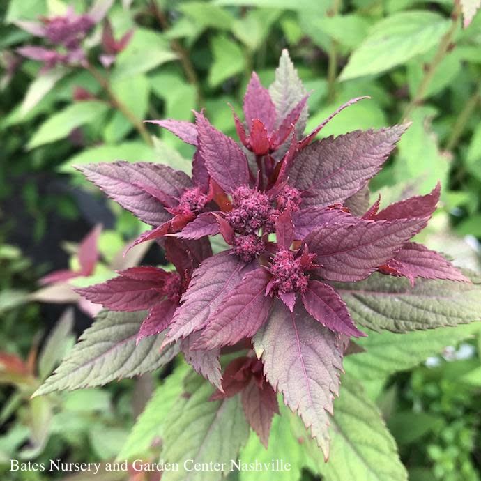 #3 Spiraea japonica Double Play &#39;Artisan&#39;/ Pink Flowers