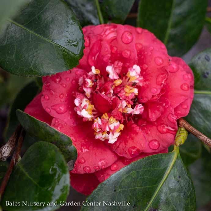 #1 Camellia japonica April Tryst/ Red - No Warranty