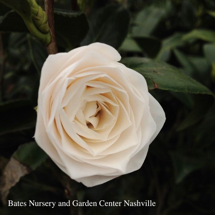 #1 Camellia japonica April Snow/ White - No Warranty