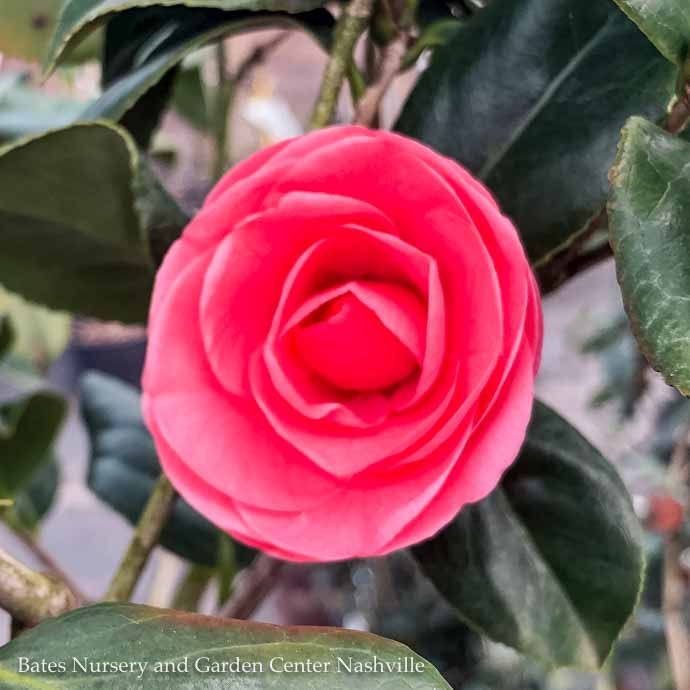 #3 Camellia japonica Jerry Hill/ Pink - No Warranty