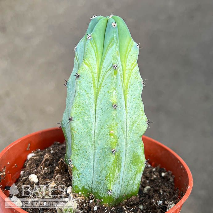 8p! Cactus Myrtillocactus Geometrizan  /Tropical