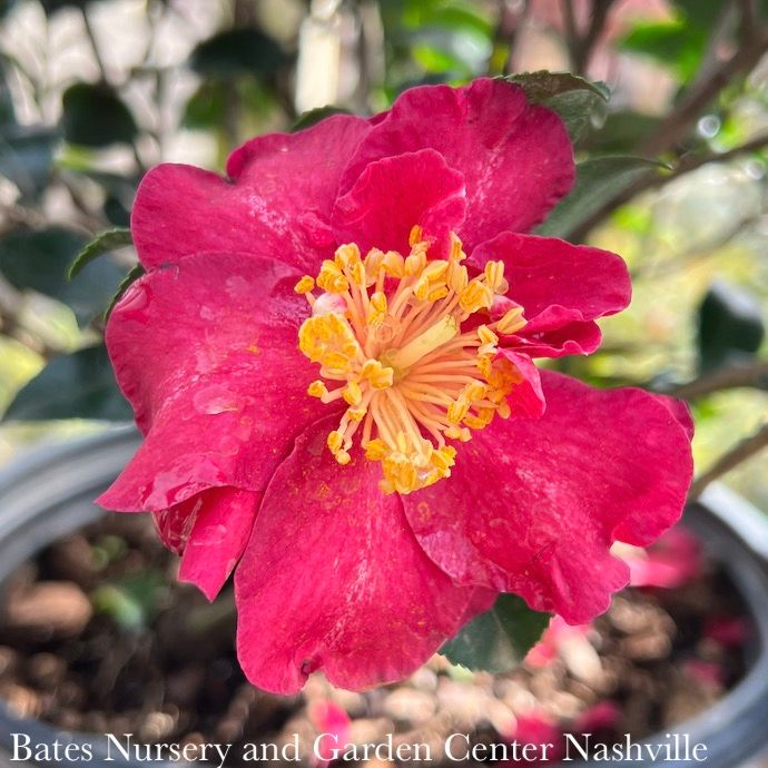 #3 Camellia sas SL October Magic 'Ruby' - No Warranty