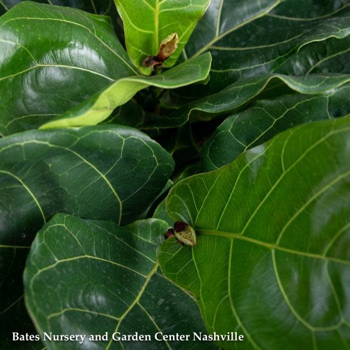 #7 Ficus Lyrata STD Standard /FiddleLeaf Fig /Tropical - No Warranty