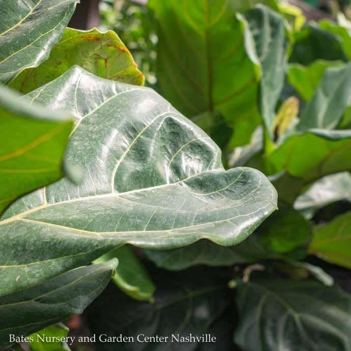 #7 Ficus Lyrata STD Standard /FiddleLeaf Fig /Tropical - No Warranty