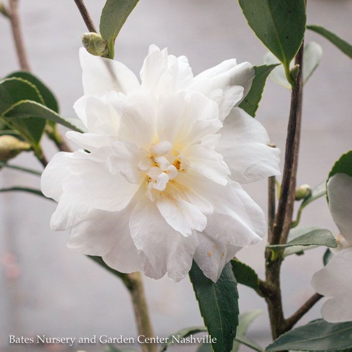 #1 Camellia x Snow Flurry/ White - No Warranty