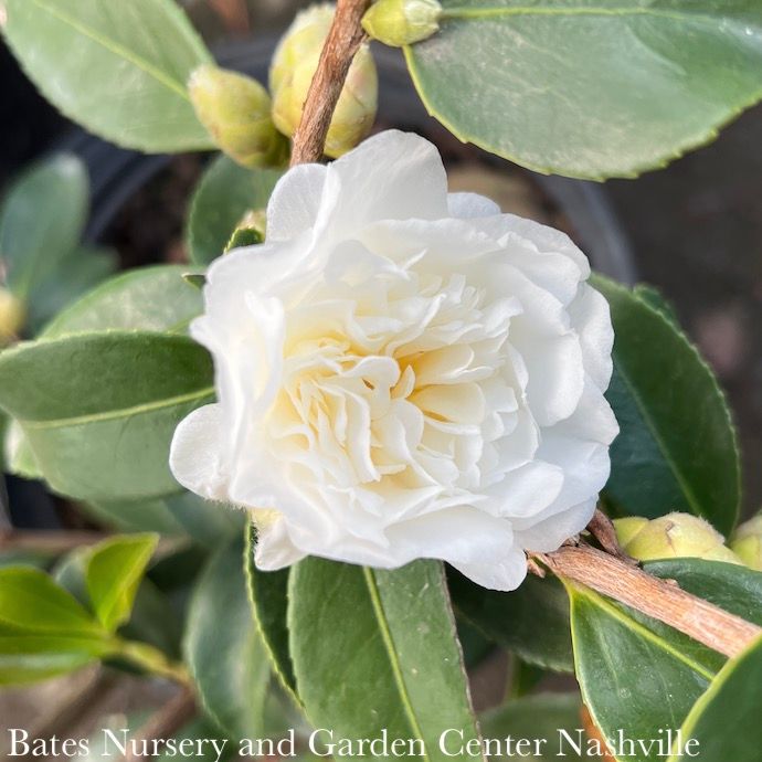 #1 Camellia x Snow Flurry/ White - No Warranty