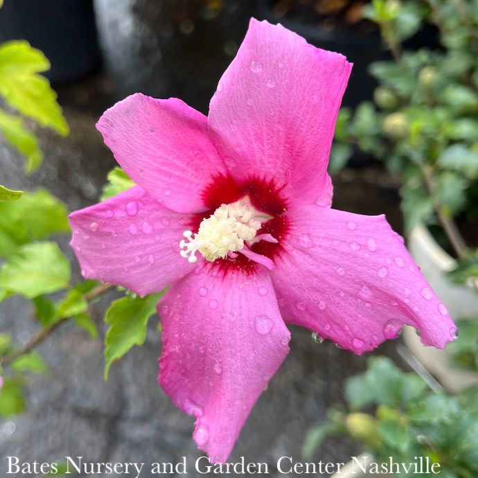 #5 Hibiscus syr Chateau d&#39;Amboise/ Pink Rose of Sharon/ Althea