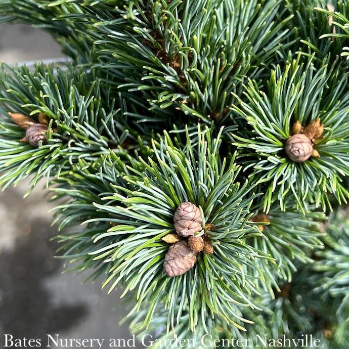 #1 Pinus parviflora Kinpo/ Japanese White Pine - No Warranty