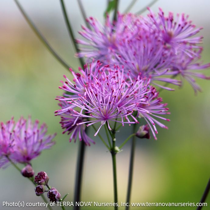 #1 Thalictrum aquilegiifolium Nimbus &#39;Pink&#39;/ Meadow Rue