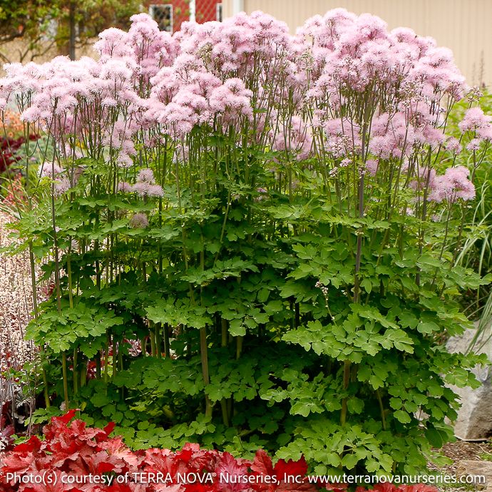 #1 Thalictrum aquilegiifolium Nimbus &#39;Pink&#39;/ Meadow Rue